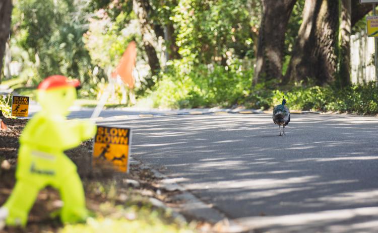 A peacock walks along Scott Road. Photo by Ashley Chandler/News-Leader