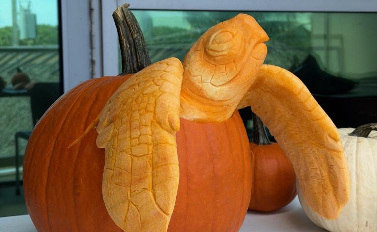 A turtle design carved out of a pumpkin. Courtesy- Jennifer Cook