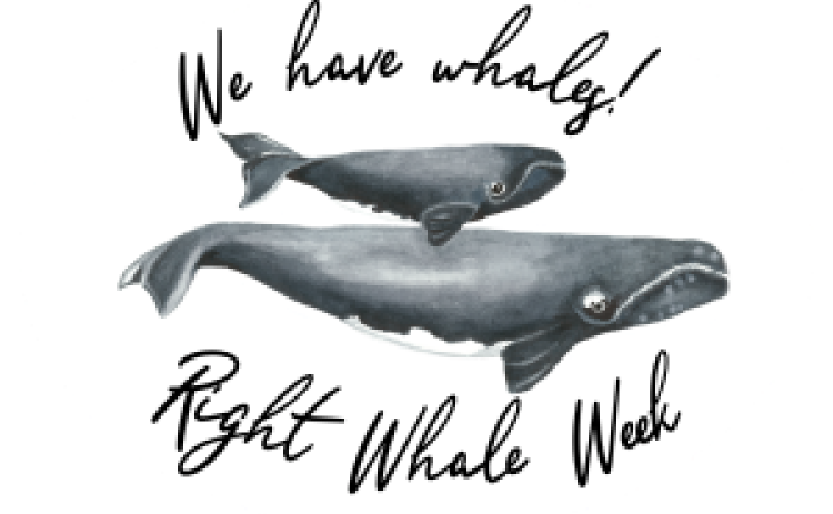 Look for this sign at businesses around town to find whale-themed specials or goodies.