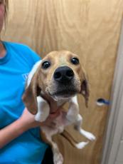 The Nassau Humane Society has taken in 10 beagles as part of an effort to home nearly 4,000 beagles rescued from a facility in Virginia. Photo Courtesy of the Nassau Humane Society.