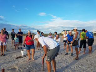 Volunteers from the Amelia Island Sea Turtle Watch excavated one of only six green sea turtle nests on Friday.
