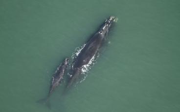 North Atlantic right whales migrate up and down the East Coast. In the winter months, females come to Amelia Island and the adjacent areas to calve their babies. Proposed speed limits on the waters during calving season were met with both praise and condemnation.