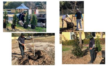 Liberty Landscaping plants trees at Cape Sound in Fernandina Beach after the homeowners association teamed up with Keep Nassau Beautiful to purchase the trees. Submitted photo.