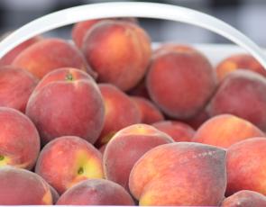 Fresh peaches can be found in the Markets this Saturday.