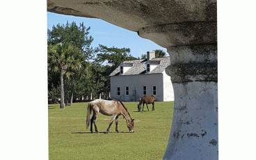 Photo courtesy of Forgotten Georgia The feral horses on Cumberland Island have long been a staple, a sight tourists look forward to seeing. Now, with a lawsuit looming over the National Park Service, they could be removed.