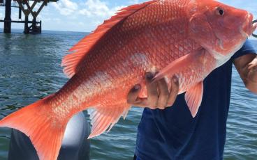 Since the population experienced a steep decline nearly forty years ago, the red snapper in the South Atlantic have made an impressive comeback. Still, the species remains at risk of overfishing because of discard mortality, as reported by the National Oceanic and Atmospheric Administration. File photo