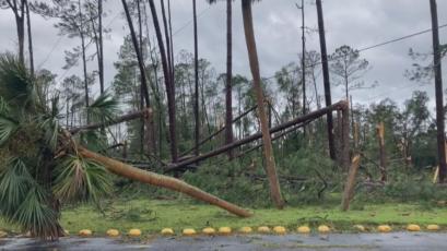 Hurricane Idalia snapped off trees in Taylor County. Photo by Mike Exline/For the News Service of Florida