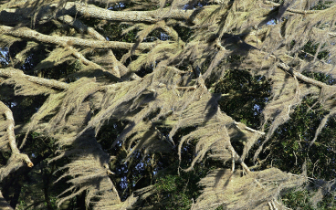 Spanish moss covering trees is a common part of our natural and built environments.  Photo courtesy of UF/IFAS Extension