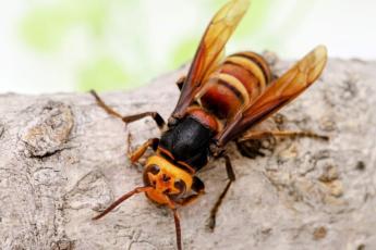 In a striking discovery, the invasive yellow-legged hornet (Vespa velutina) has been spotted in the United States for the first time. Submitted photo