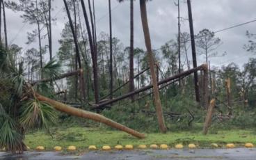 Hurricane Idalia snapped off trees in Taylor County. File photo