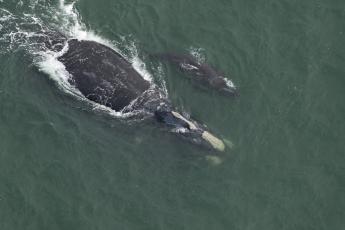 Catalog #1612 Juno is the first right whale sighted with a newborn calf this winter. The calf is no more than four days old and the pair was sighted near the entrance to Winyah Bay in South Carolina on Nov. 28. Catalog #1612 is at least 38 years old and this is her eighth calf documented by researchers. Photo Credit: Clearwater Marine Aquarium Research Institute, taken under NOAA permit #26919. Funded by United States Army Corps of Engineers.