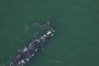 Aerial surveys spotted right whale Catalog #1703 “Wolf” and her newborn calf on Dec. 22, off Atlantic Beach, near Jacksonville. Photos courtesy FWC Fish and Wildlife Research Institute
