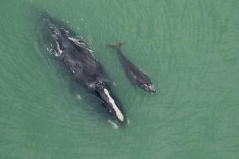 Whale calf No. 6: Catalog #3546 “Halo” was sighted with a newborn calf on Dec. 28 off Cumberland Island, Ga. “Halo” is 19 years old, and this is her third calf. She last gave birth four years ago during the 2020 calving season. Photo FWC Wildlife Research Institute