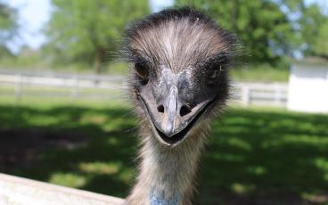 Not all things on a farm have a practical purpose. The emus are just for fun. Photo by Pam Bushnell/News-Leader