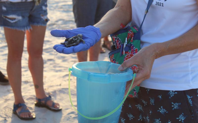 Volunteers place any live hatchlings found inside emerged nests in a plastic bucket with moist sand until they release them all at once into the ocean.