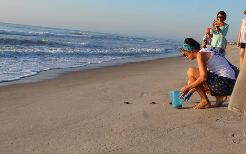 Amelia Island Sea Turtle Watch volunteer Ronda Bokram releases three sea turtle hatchlings into the ocean. These hatchlings were found alive inside an emerged nest.