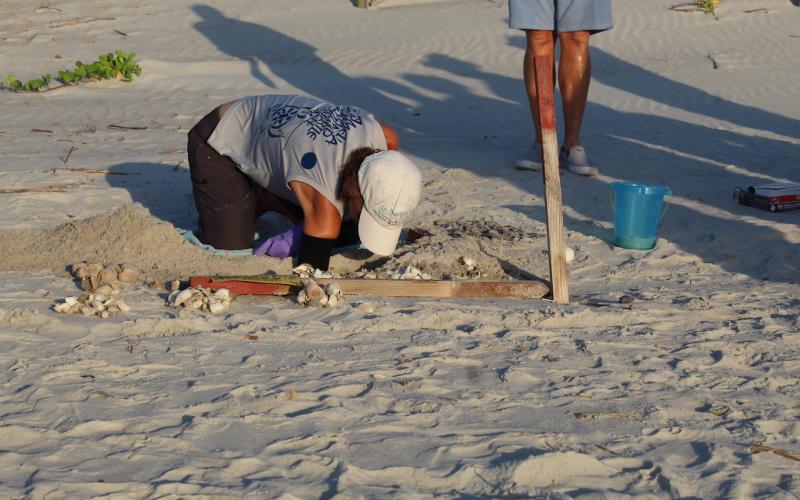 Jan Linden from the Amelia Island Sea Turtle Watch digs through an emerged sea turtle nest near Burney Park. This particular nest had three live hatchlings inside.