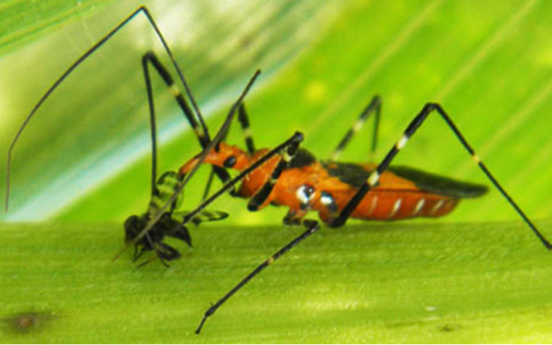 Pesticides manage garden pests, but our beneficial organisms usually manage many of our garden pests. Misuse of pesticides may affect our beneficial insect population, leading to pesticide dependence. This is an adult female milkweed assassin bug feeding on a cornsilk fly. The cornsilk fly can spread disease. Submitted photo.