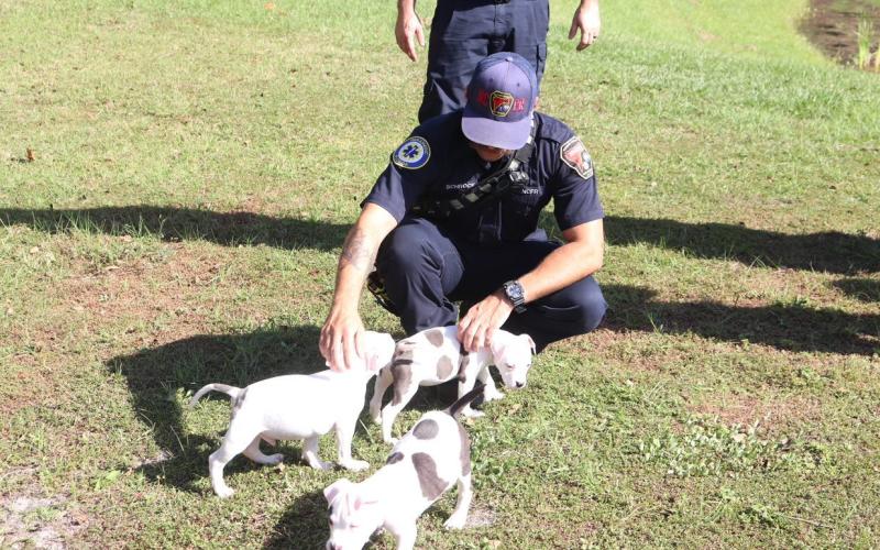 Puppies and kittens are getting out and about during visits to county departments, beginning with Fire and Emergency Operations. A pet was adopted on each trip.