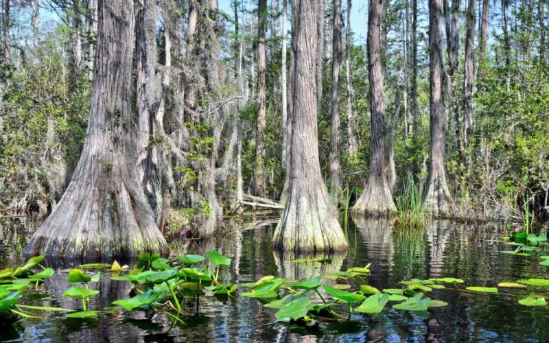Okefenokee Swamp. Submitted photo.