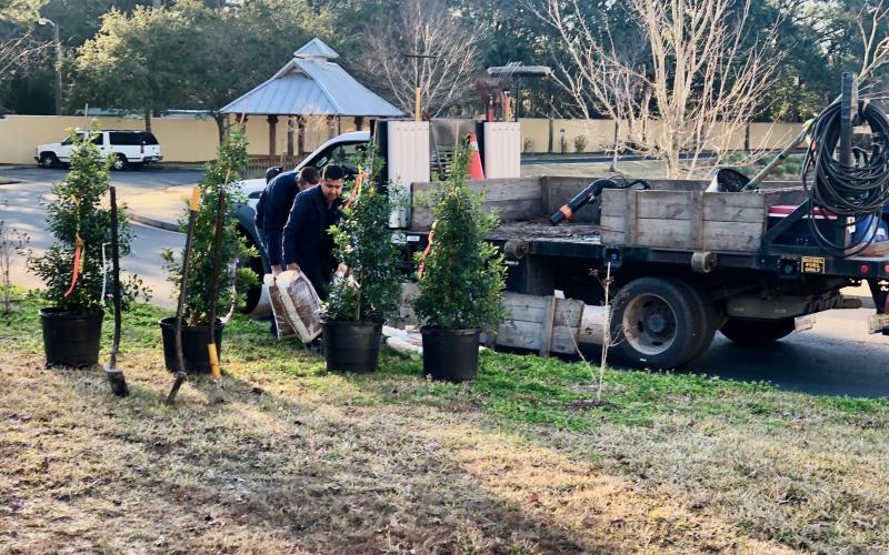 Liberty Landscaping plants trees at Cape Sound in Fernandina Beach after the homeowners association teamed up with Keep Nassau Beautiful to purchase the trees.