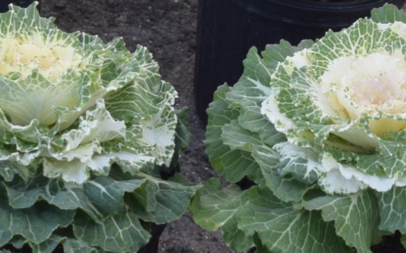 Ornamental cabbage plant sold by Seven Trees Nursery at the Fernandina Market. Submitted photo