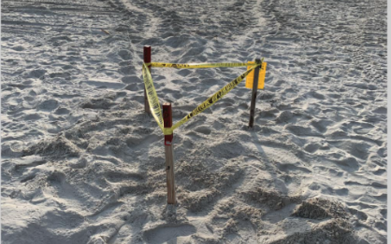 Turtle tracks lead to and away from a newly marked sea turtle nest on Amelia. Photo courtesy of Amelia Island Sea Turtle Watch, Inc. Island. 