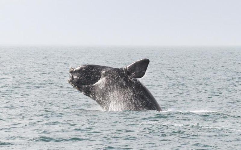 As technology advances and right whale populations decline, scientists like Catherine Edwards are focusing more and more on how to use technology to help the right whales survive. Submitted photo