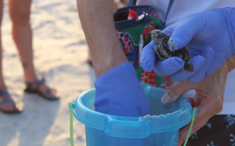Florida Fish and Wildlife Conservation Commission-permitted volunteers excavate emerged nests every year. Occasionally, live hatchlings like this one from last year are found still inside. Volunteers help them to the ocean. Photo Holly Dorman/News-Leader