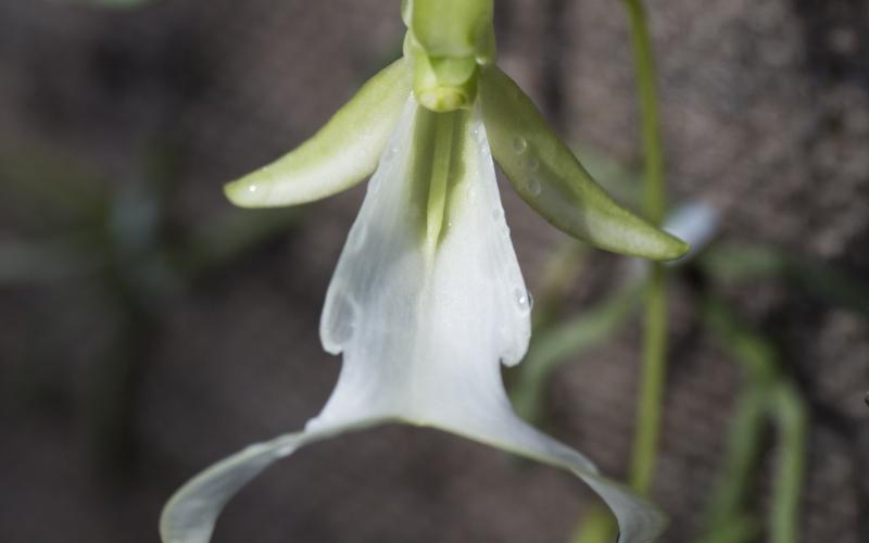Photo courtesy of UF/IFAS Photo Big Cypress National Preserve houses more than 30 orchid species, including the Ghost Orchid. Usually blooming in the peak of summer, the Sphinx Moth visits the orchid at night, using its long proboscis to collect nectar, which ends up spreading pollen to other Ghost Orchids. It was believed that only the Giant Sphinx Moth pollenated the Ghost Orchid until 2019, when researchers photographed a PawPaw Sphinx Moth feeding from a Ghost Orchid. 