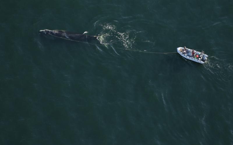 A team works to disentangle a North Atlantic right whale. Entanglements with commercial fishing gear is one of the leading causes of death for right whales. File photo
