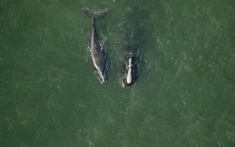 Lawmakers introduce bill to block right whale rule. File photo