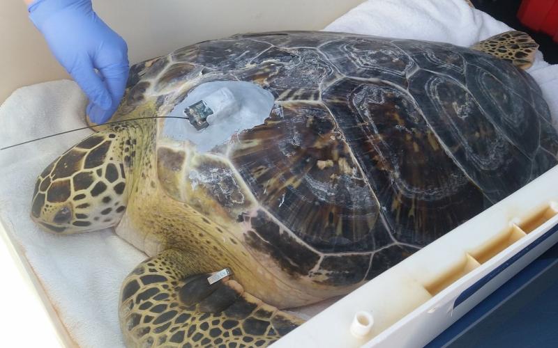 Green sea turtles like this one are an endangered species in Florida. This one was rescued and released back into the wild by the Florida Fish and Wildlife Conservation Commission. Photo courtesy of Florida Fish and Wildlife Conservation Commission