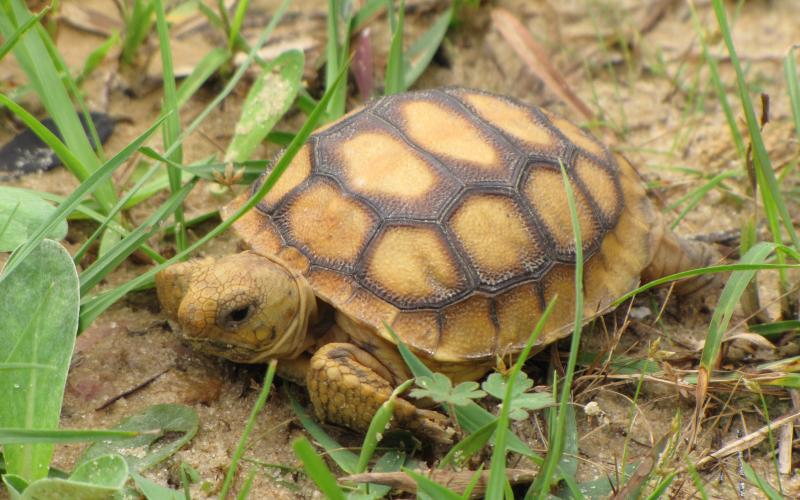 Photo courtesy of the Center for Biological Diversity Gopher tortoises like this one dig deep burrows that serve not only as shelter for themselves, but for over 300 over species. They were removed from the protections of the Endangered Species Act in late 2022.