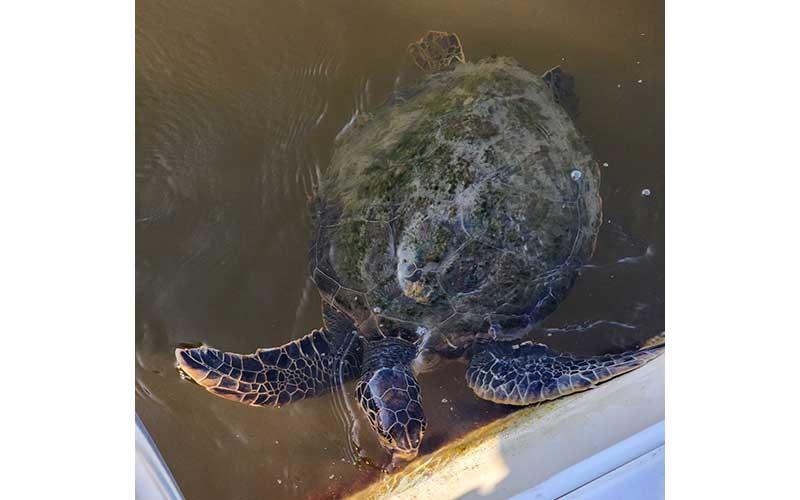 A green turtle snacks on algae on the side of a docked boat. Photo by Foy Maloy/News-Leader