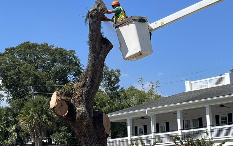 Florida Department of Transportation crews removed a tree adjacent to the Amelia Schoolhouse Inn on Atlantic Avenue in Fernandina Beach Friday. The department has examined all trees on the Atlantic corridor and determined the rest of them are healthy, officials say. Photo by Sean Rosenthal/News-Leader