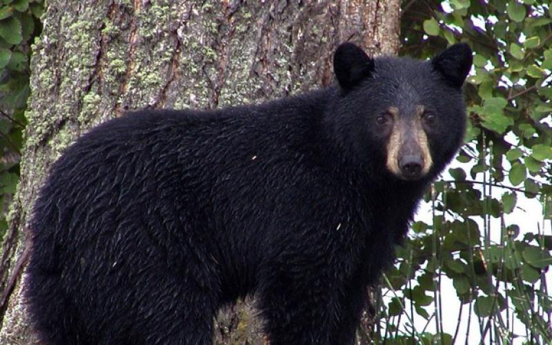 Florida black bear. Submitted photo