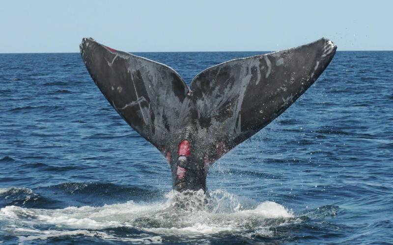North Atlantic right whale (#4510) with evidence of sublethal entanglement injuries along tail fluke. Photo courtesy NOAA