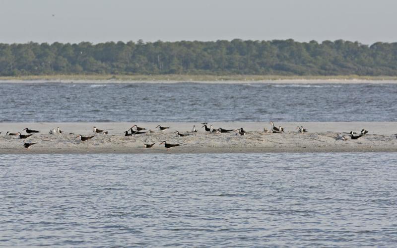 Sea and shorebirds sit on a new island in the Nassau Sound CWA in late 2022. Submitted photo 