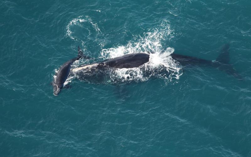 North Atlantic right whale Braces swims with her calf off Nassau Sound on Dec. 23. Photo courtesy of Clearwater marine Aquarium Research Institute. 