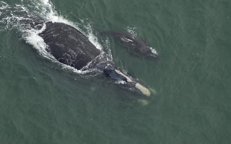Catalog #1612 Juno is the first right whale sighted with a newborn calf this winter. The calf is no more than four days old and the pair was sighted near the entrance to Winyah Bay in South Carolina on Nov. 28. Catalog #1612 is at least 38 years old and this is her eighth calf documented by researchers. Photo Credit: Clearwater Marine Aquarium Research Institute, taken under NOAA permit #26919. Funded by United States Army Corps of Engineers.