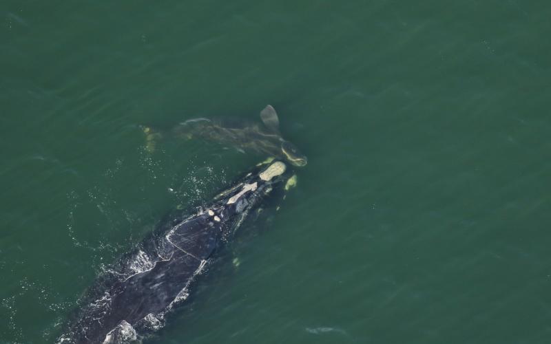 Aerial surveys spotted right whale Catalog #1703 “Wolf” and her newborn calf on Dec. 22, off Atlantic Beach, near Jacksonville. Photos courtesy FWC Fish and Wildlife Research Institute
