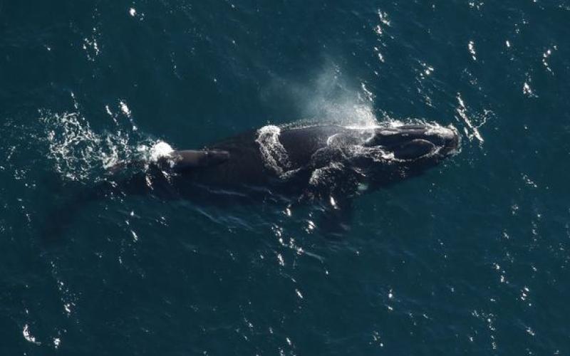 Whale calf No. 6: Aerial survey teams spotted Catalog #3780 with a newborn calf on Dec. 31, 2023, offshore of Amelia Island. Catalog #3780 is at least 17 years old, and this is her first calf. The calf is less than three days old. Photo FWC Wildlife Research Institute
