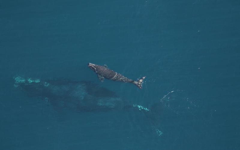 The North Atlantic right whale Juno, with her latest calf, as seen on Dec. 9 near Amelia Island. Biologists believe a ship propeller struck the calf in the following days before anglers spotted it Jan. 6. Florida Fish and Wildlife Research Institute