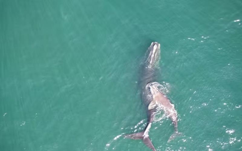 Mother and calf together in spring 2023 in Cape Cod, Mass. The calf was killed by a ship, according to necropsy results released Friday.  Photo credit New England Aquarium/Woods Hole Oceanographic Institution, taken under NOAA permit #21371.