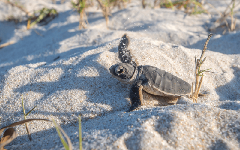 The turtle nesting season on Amelia Island takes place annually from May to October. Amelia Island is a popular nesting site for several species of sea turtles, including the Loggerhead, Green and Leatherback turtles. Submitted photo