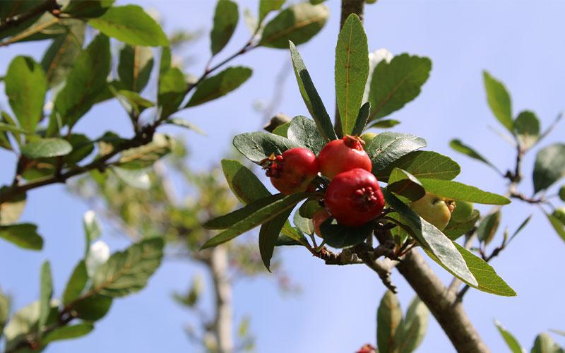 Mayhaws are a species of hawthorn tree native to the area that produces berry-sized fruit similar to crabapples. Meyer harvests the berries to make frozen fruit, mayhaw jelly and pepper mayhaw jelly. Photo by Pam Bushnell/News-Leader