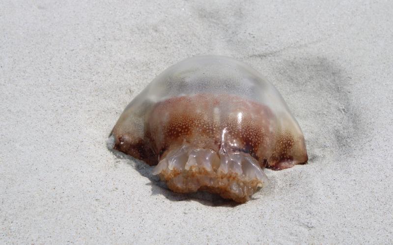 Thousands of cannonball jellyfish were seen on Amelia Island beaches this week. Although unpleasant, the creatures are harmless to humans. Photo by Julia Roberts/News-Leader